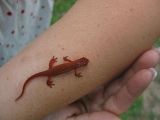 Newt